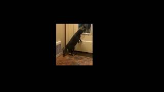 Peeking Tomcat Finds Twin