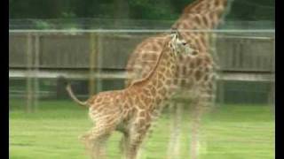 Woburn Safari Park Montage