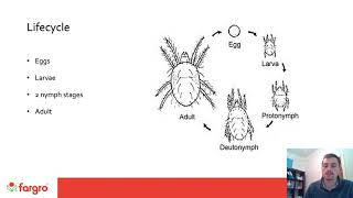 Controlling Spider Mites With The Use of Biologicals
