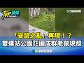 安鼠之亂