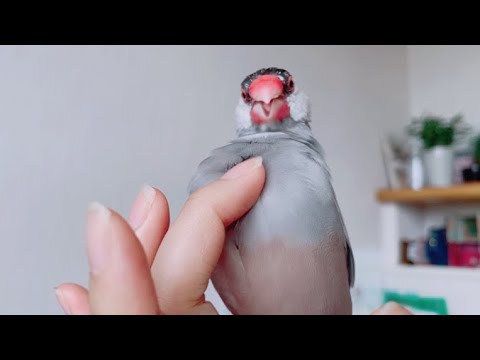 ベタ慣れ文鳥の羽繕いを邪魔した結果　java sparrow