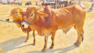 Cattle Market Lahore 2021 || Bakra Mandi Shahpur Kanjra || Cow Mandi 2021