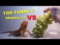 100 Grapes VS My Cute Bearded Dragons !! Giving Treats !!