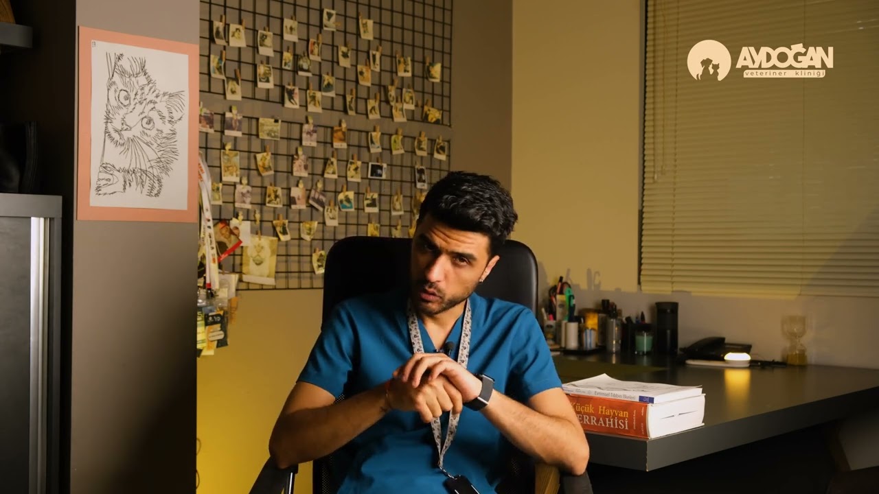 Kedi Lösemisi Nedir? 🐱 | What is Feline Leukemia?  🐱