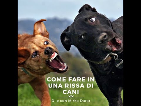 Video: Come Separare I Cani Da Combattimento