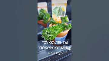 Суккуленты редкие виды