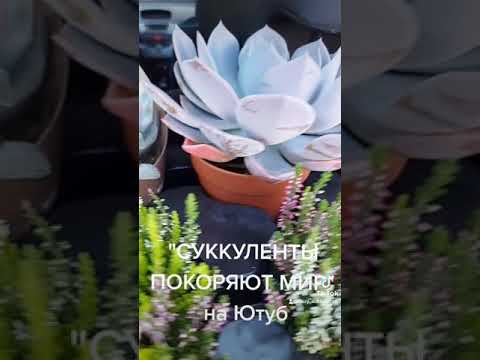 Видео: Яркие и смелые суккуленты: выращивание ярких суккулентов