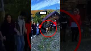 The Dog Is Dancing The Horon