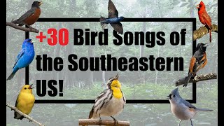 +30 Common Bird Songs! - Master Birding by Ear THIS Spring!