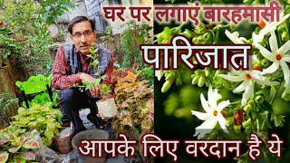 घर में लगाएं बारहमासी पारिजात या हरसिंगार , आपके लिए वरदान साबित होगा ये / Growing Night Jasmine