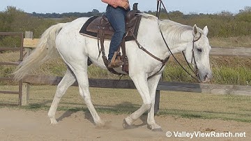 Snickelton***For info, price, etc., go to our website: ValleyViewRanch.net***