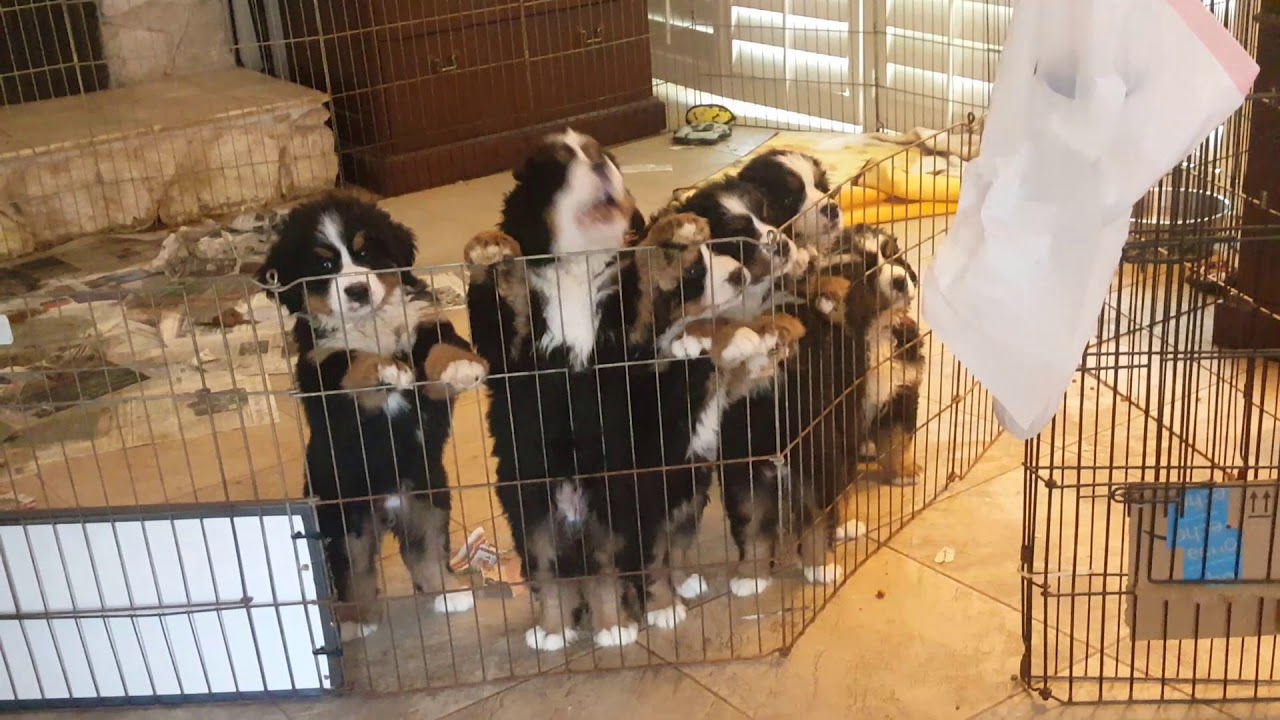 veterinary surgery Puppies Get Excited When They See Their Mom - Ovation's Puppies