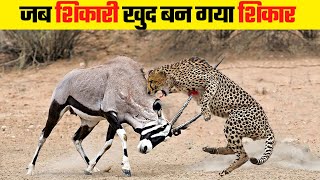 जब शिकारी पर भारी पड़ा शिकार | 10 Moments When Predators Failed screenshot 1