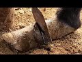 The donkeys hoofs are as long as a sickle cut off smoothly