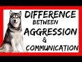 The Difference Between Dog Aggression and Natural Corrections or Play