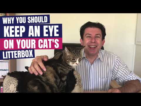 Video: Kaķu bēgļi ārpus pakaiši? Ieteikumi, kas var palīdzēt