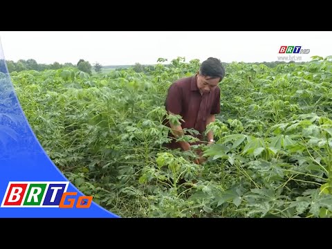 Video Tỉnh Bà Rịa - Vũng Tàu: Hàng ngàn ha khoai mì bị nhiễm... - youtube
