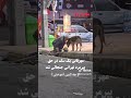 مهربانی سگ با پیرمرد در تهران