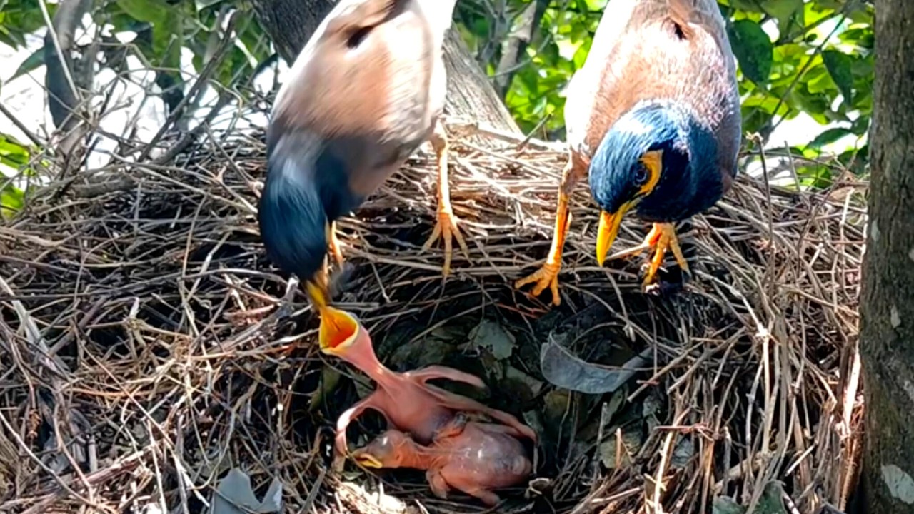 Mother bird My na, look what her baby is born with