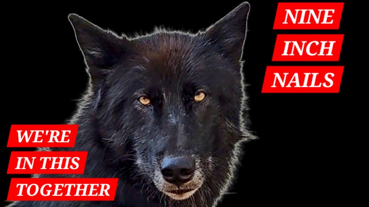 We're In This Together (NINE INCH NAILS) in the style of TesseracT
