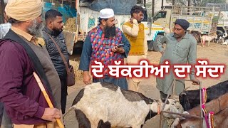 ਦੋ ਬੱਕਰੀਆਂ ਦਾ ਸੌਦਾ Maur Bakra Mandi #live_sauda #goatstar #goatfarming #panjab 2025