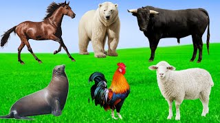 Funny Animal Sounds - Bear, Horse, Seal, Bull, Donkey, Chicken, Peacock, Sheep,Duck- Animal Moments.