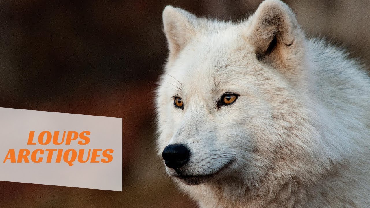 Les loups arctiques - YouTube