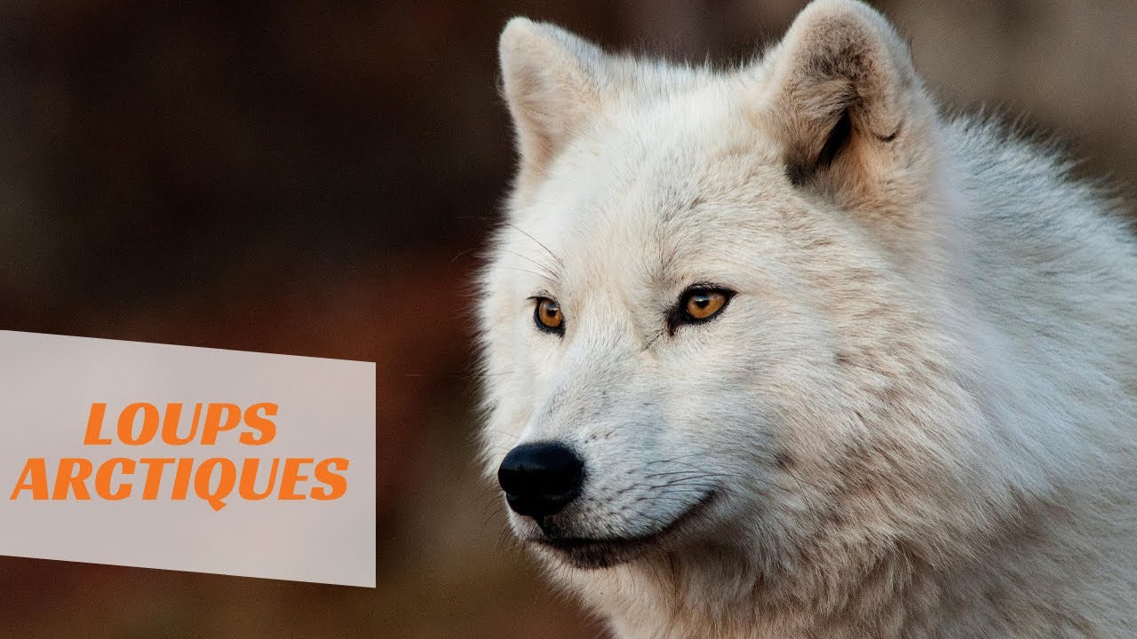 Les Loups Arctiques Youtube