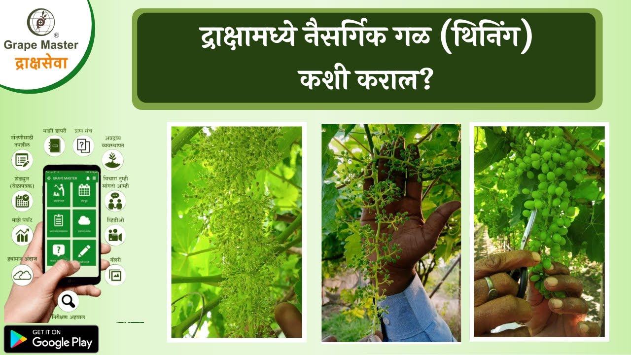 द्राक्षामध्ये नैसर्गिक गळ (थिनिंग) कशी कराल?