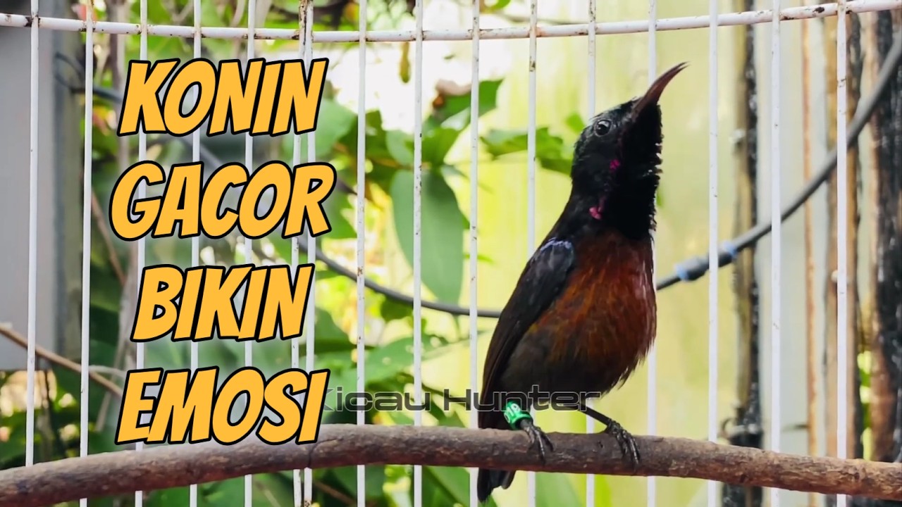 KONIN GACOR PANCINGAN KONIN MALAS BUNYI. #kicaumania #kolibrininja #konin