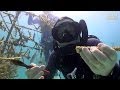 Florida Coral Farming | JONATHAN BIRD'S BLUE WORLD