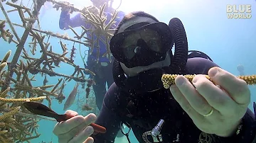 Florida Coral Farming | JONATHAN BIRD'S BLUE WORLD