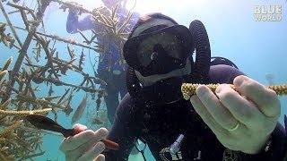 Florida Coral Farming | JONATHAN BIRD