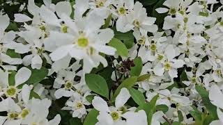 Exochorda racemosa hroznovec hroznatý