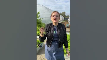 Куда девать ботву моркови?