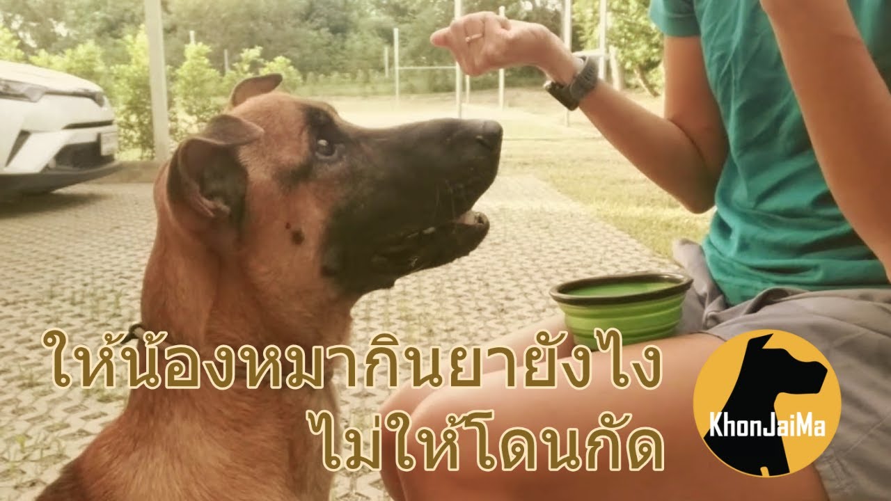 Khon Jai Ma | ให้น้องหมากินยายังไง ไม่ให้โดนกัด หมากินยา ป้อนยาหมา วิธีป้อนยาสุนัข