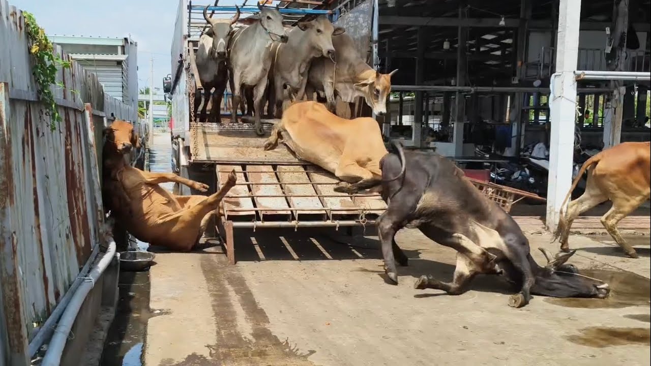 Cầu bị lệch bò bước xuống hụt chân té ngã thật tội 