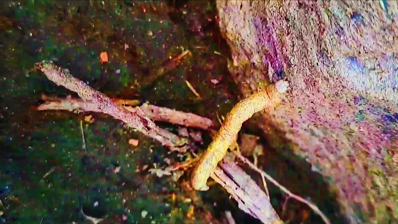 Geometrid  Caterpillar