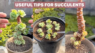 Useful tips for succulents | 多肉植物| 다육이들 | Suculentas