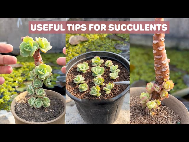 Useful tips for succulents | 多肉植物| 다육이들 | Suculentas class=