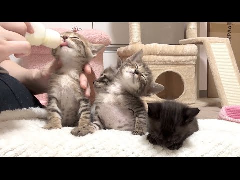たくさん遊んだ後のミルクで限界を迎えた子猫たち【かのこ日記】　Kittens hitting their limit with milk after playing hard
