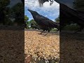 Crows eating seed