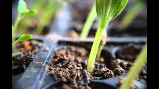 Cucumber sprouts time lapse macro HD