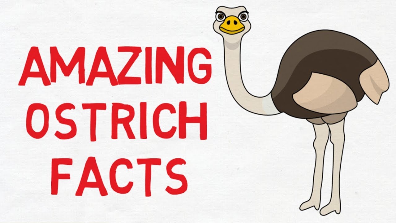 Ostrich facts for kids - Facts about 