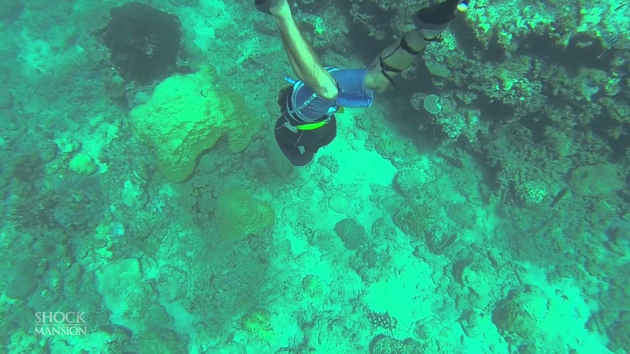 ShockMansion Presents:  YoungBloods - One Breath Ocean Hunters Down Under