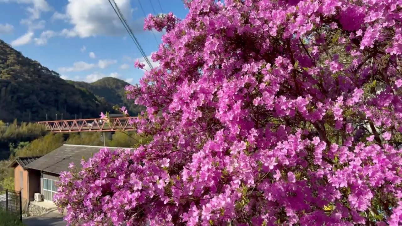 2025/04/15 フジツツジが超超超超超撮り頃となった四万十川を望む