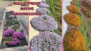 8 Reasons to Plant Creeping Phlox | Tough Native Groundcover | No-Mow Yard System Pt. 1