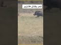 نمر يقتل خنزير