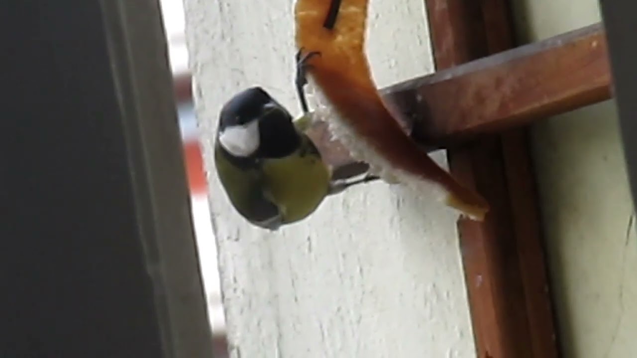 Sikorka bogatka(Parus major)
