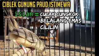 ciblek gunung isian cucak cungkok belalang emas dan cililin